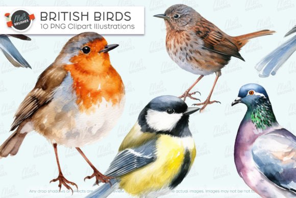 Download 10 Watercolor British Birds - Bird Collection
